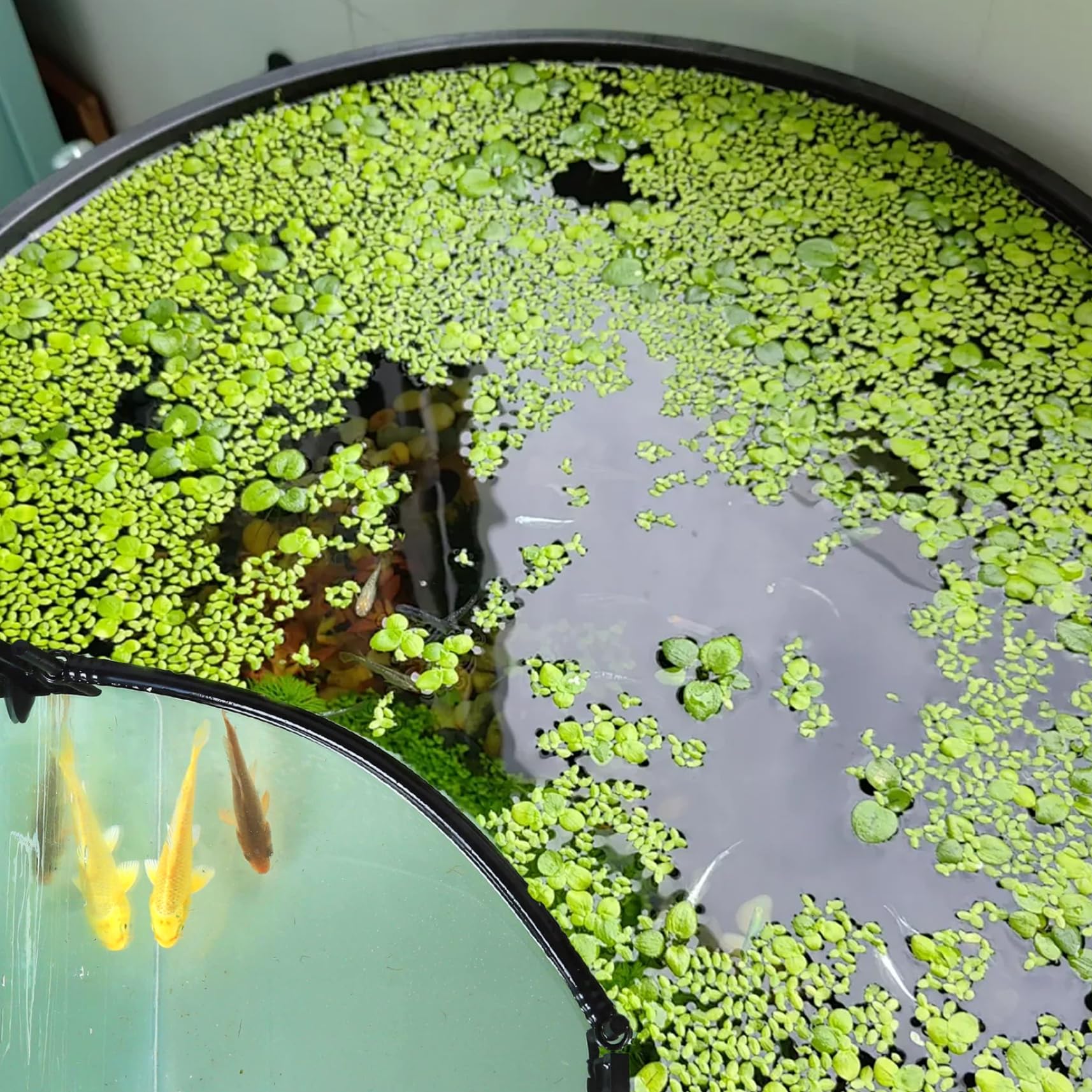 1set de Poisson-Anneau d'alimentation, barrière de Plante Flottante se sépare
