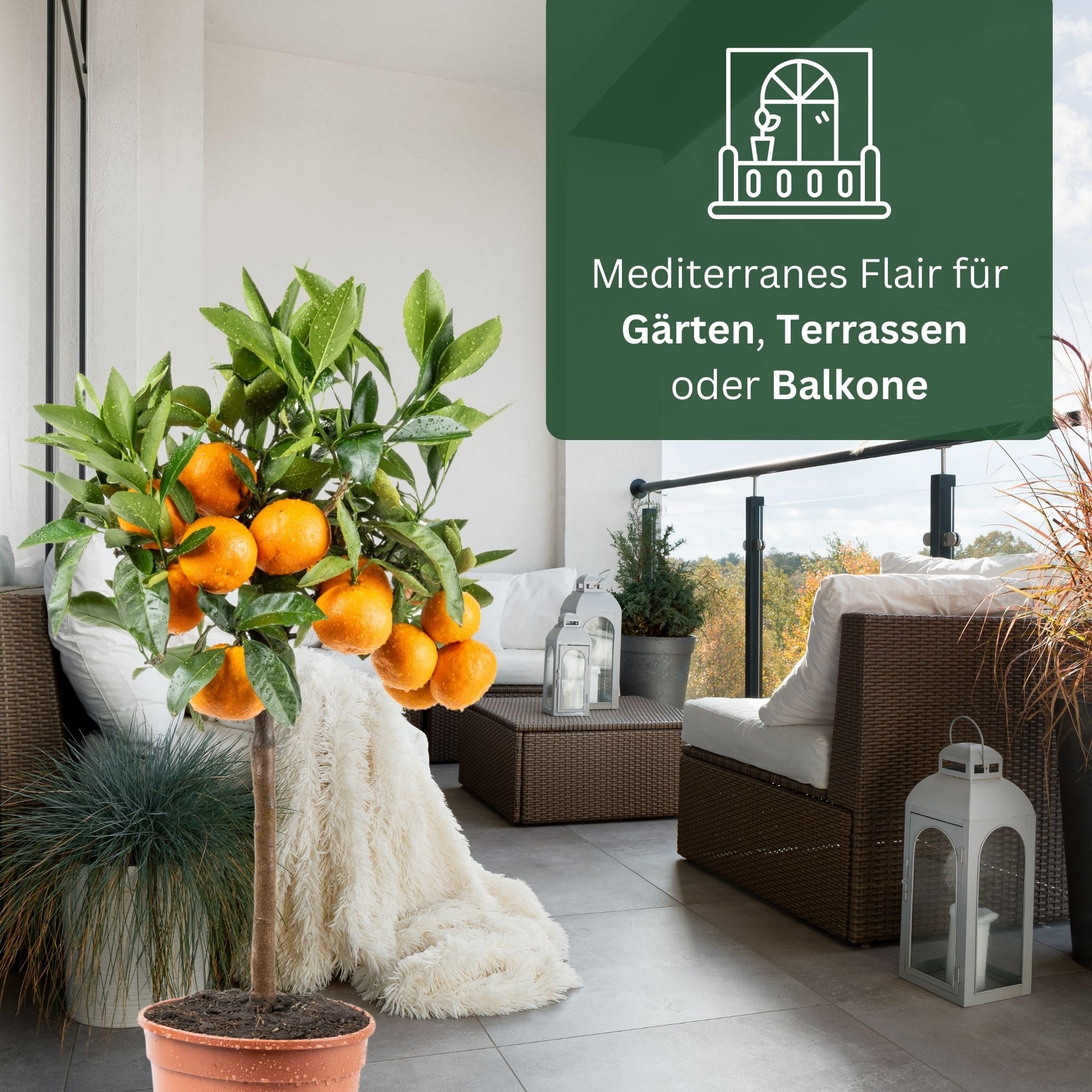 Meine Orangerie Satsuma Mandarijn Mezzo - echte citrusboom - veredelde