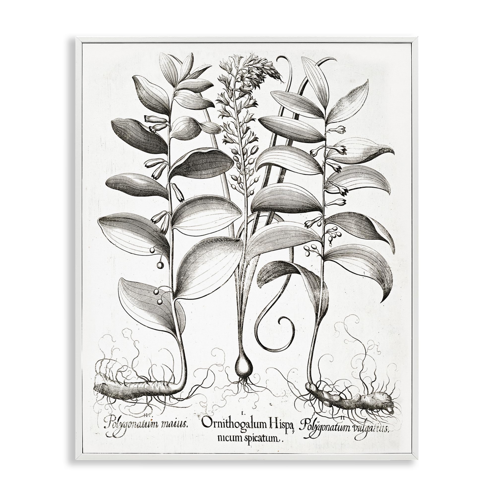 Poster botanique vintage blanc 50x40 cm pour habiller un mur vide