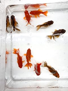 4-Pack Assorted Ryukin Short Tail Goldfish 2 Inch Live Freshwater Fancy Goldfish Colorful Ryukin Variety Pack for Aquariums Ponds Water Gardens and Ornamental Fish Collections