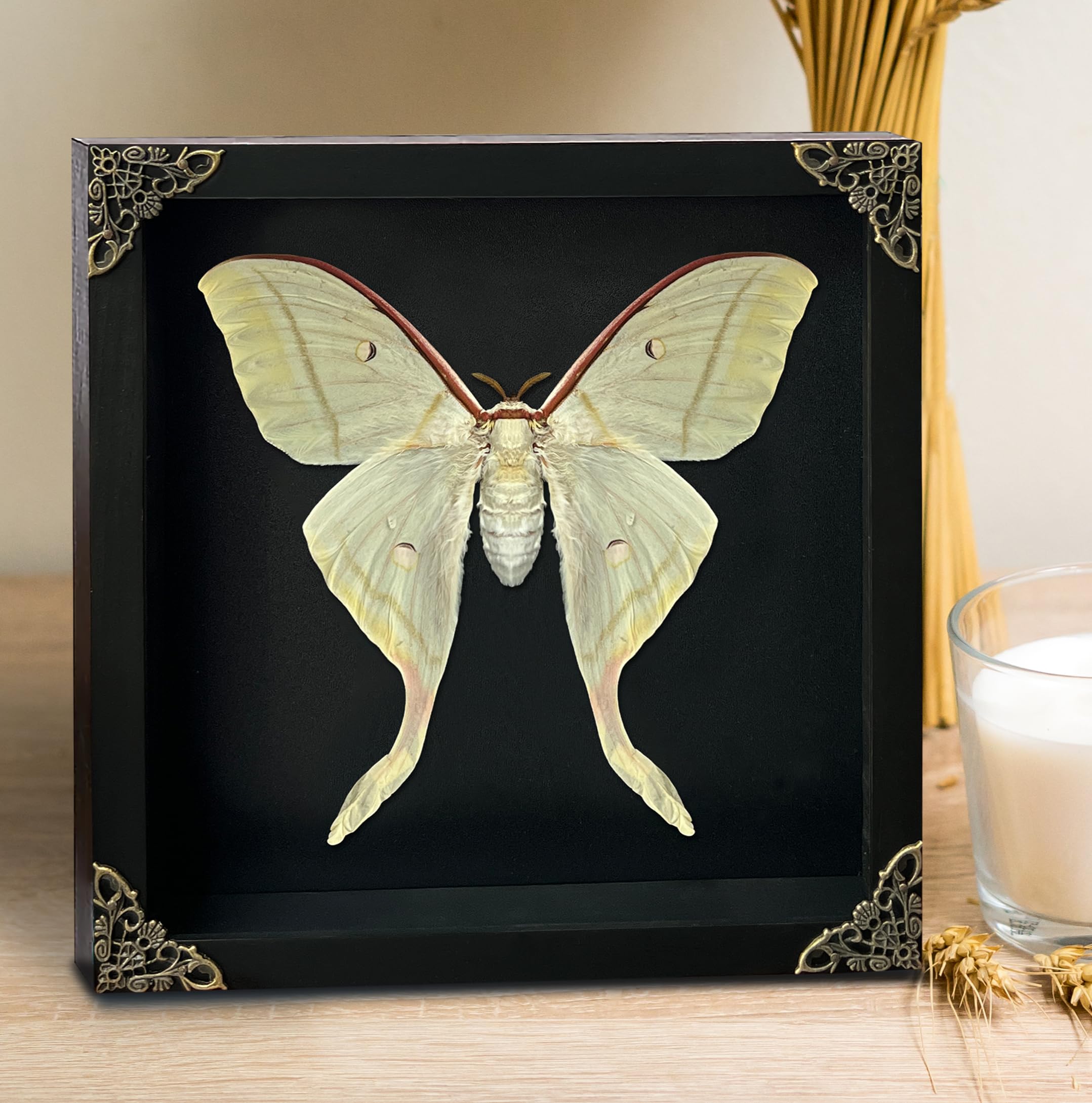 Amazon.co.jp: Real Actias Selene Moth フレーム付きシャドーボックス