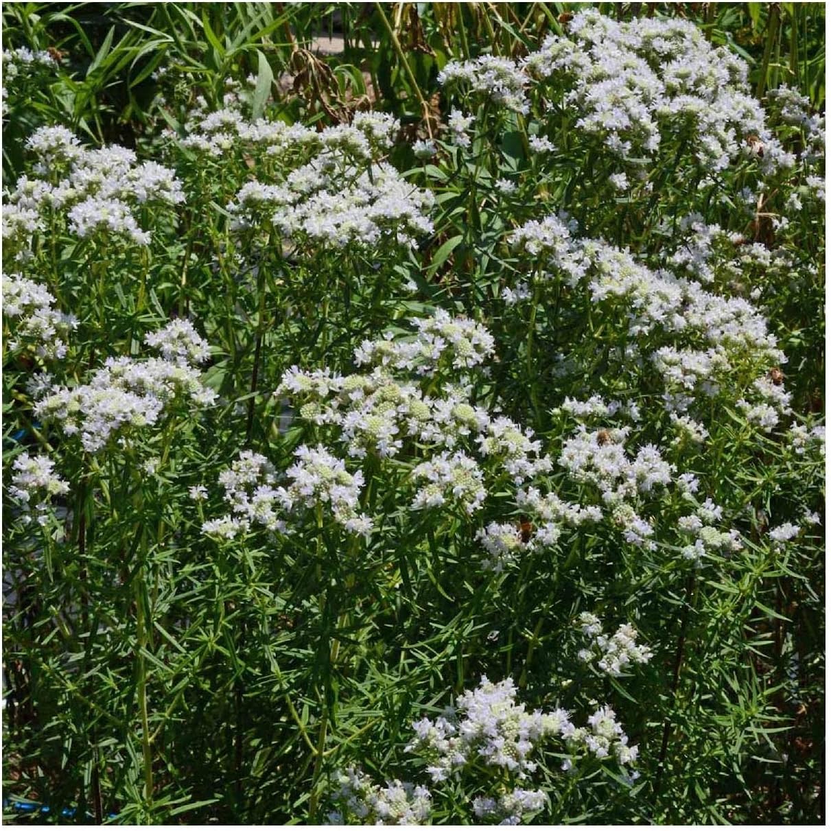 Everwilde Farms - 1 Oz Mountain Mint Native Wildflower Seeds - Gold Vault