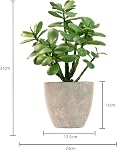 365 Blooming Decor Plante artificielle de jade en pot 12 inch-Luxury Faux Succulent Plant for Home, Bureau, Décoration de plateau de livre, Argentier, Faux Crassula ovata