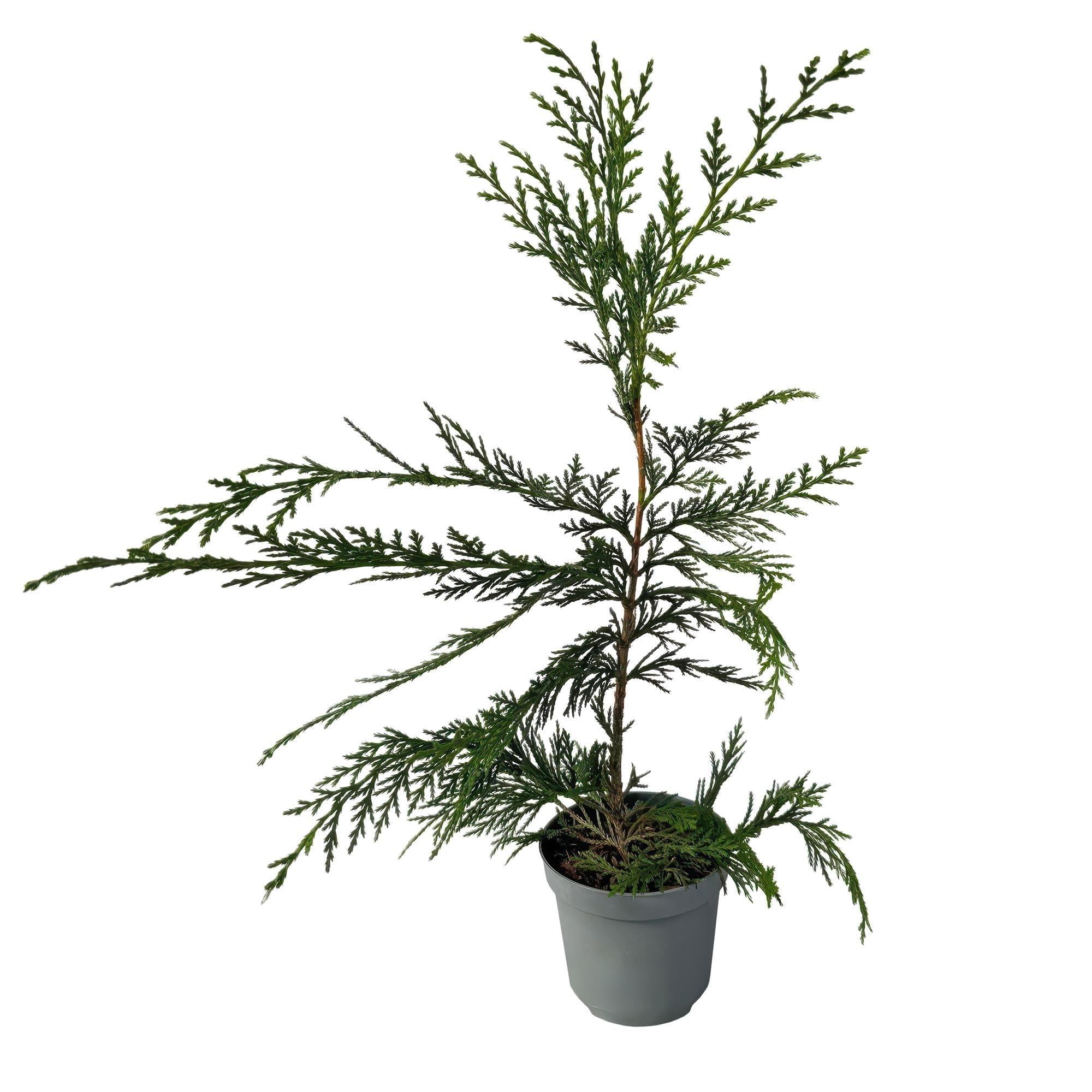 Leyland cyprys Cupressocyparis leylandii – wiecznie zielona roślina żywopłotowa – 8 roślin – 1 m – 9 cm wysokości 35-40 cm – szybko rośnie i jest łatwa w pielęgnacji