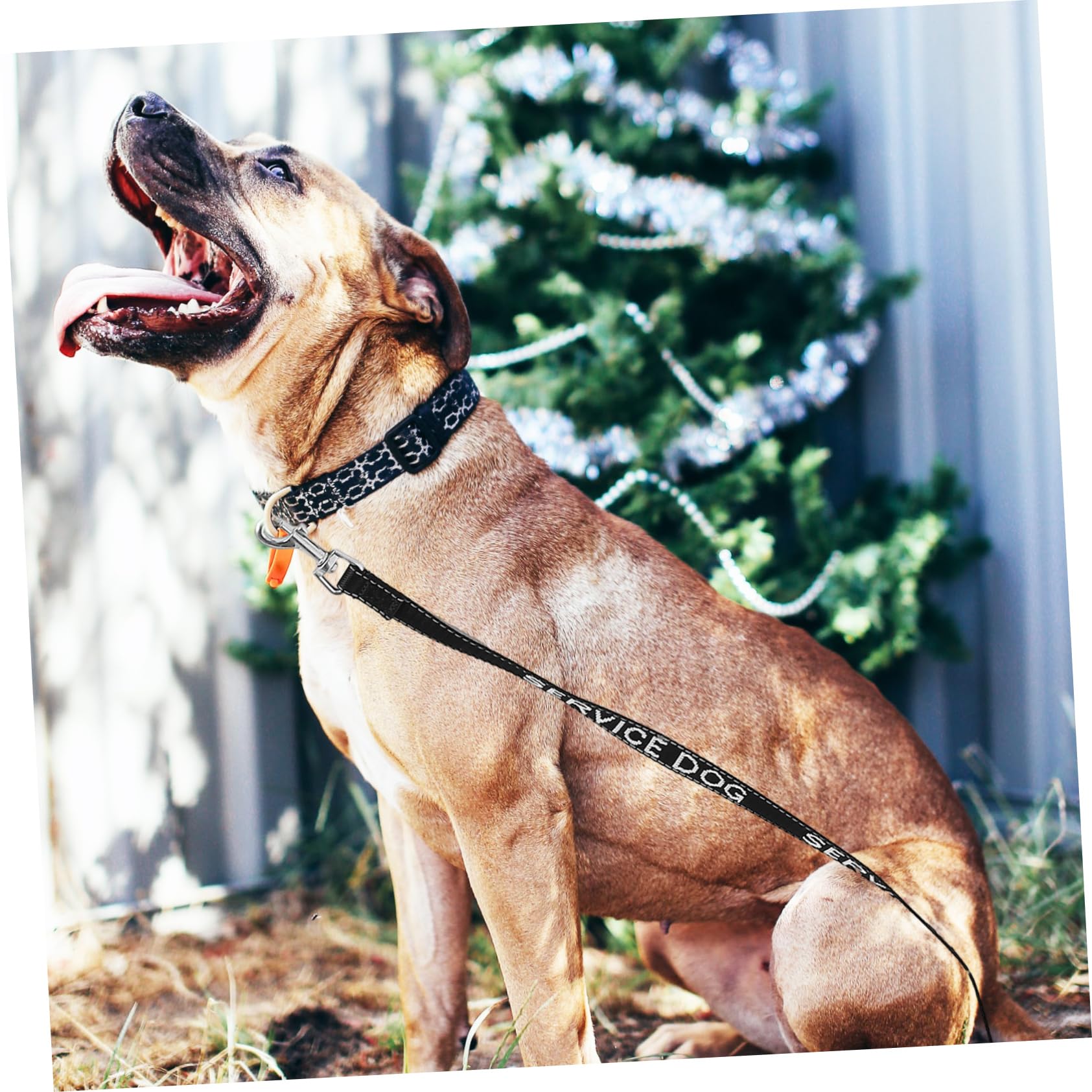 FRCOLOR Guinzaglio allungabile per cani di servizio, in nylon, per cani, guinzaglio e io, per e cuccioli, accessori per, multifunzione, in metallo, 5 pezzi