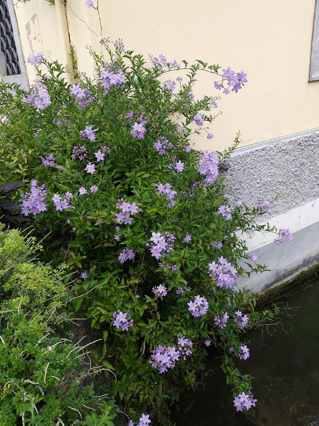 POWERS TO FLOWERS - SOLANUM JASMINOIDES A FIORE AZZURRO, GELSOMINO, 3PIANTE, vaso 14cm, piante vere