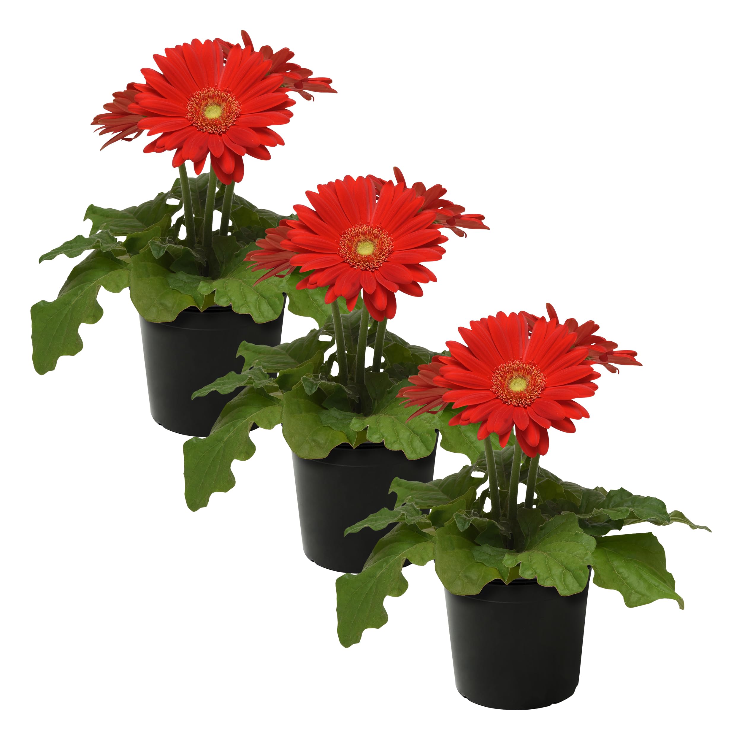 Live Flowering Gerbera Daisies Red 3 Plants Per Pack