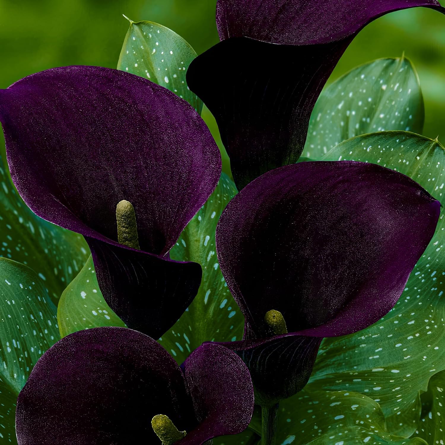 Colección de bulbos de flores de lirio de cala morado, negro y rojo, bulbos de Zantedeschia, 5 piezas reales y grandes que tienen más de 5 flores, ideales para la maceta, de Holanda