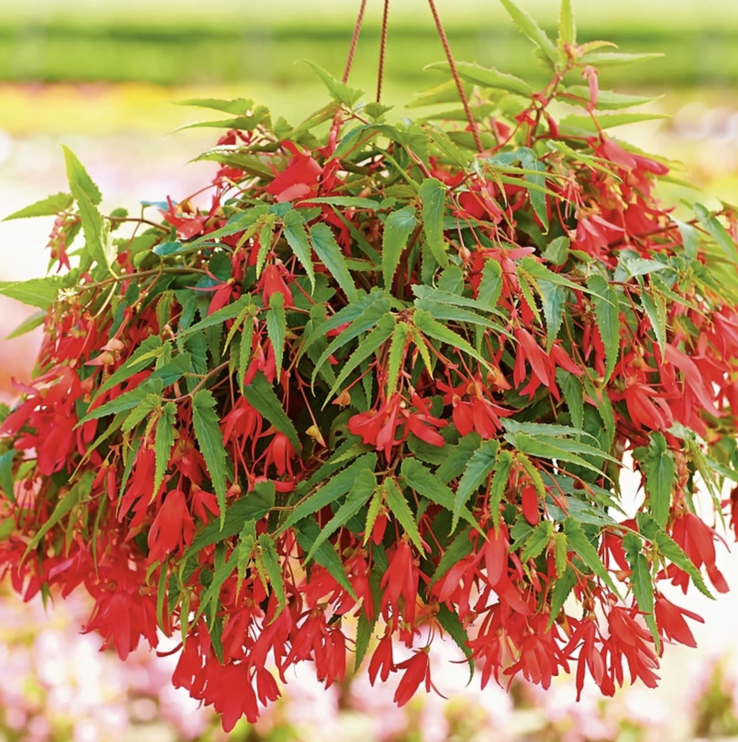 Begonia Boliviensis Red | 6 Plug Plants | Bedding