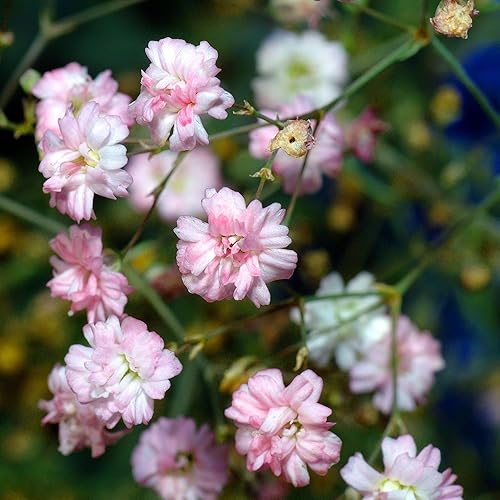 QAUZUY GARDEN 100 semillas de flores orgánicas de gypsophila rosa sin OMG  Atrae polinizadores y bajo mantenimiento y larga vida útil, gran regalo