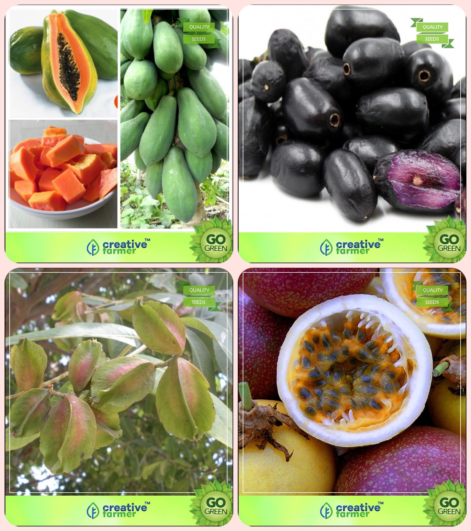 Creative Farmer Gardening Tree Seeds Papaya,Syzygium Cumini,Terminalia Arjuna,Passion Fruit - Violet Combo For Home Garden Fruit Seeds & Plum Seeds & Sacred Tree & Fruit Seeds Seeds (B078V11T6T) Amazon Price History, Amazon Price Tracker