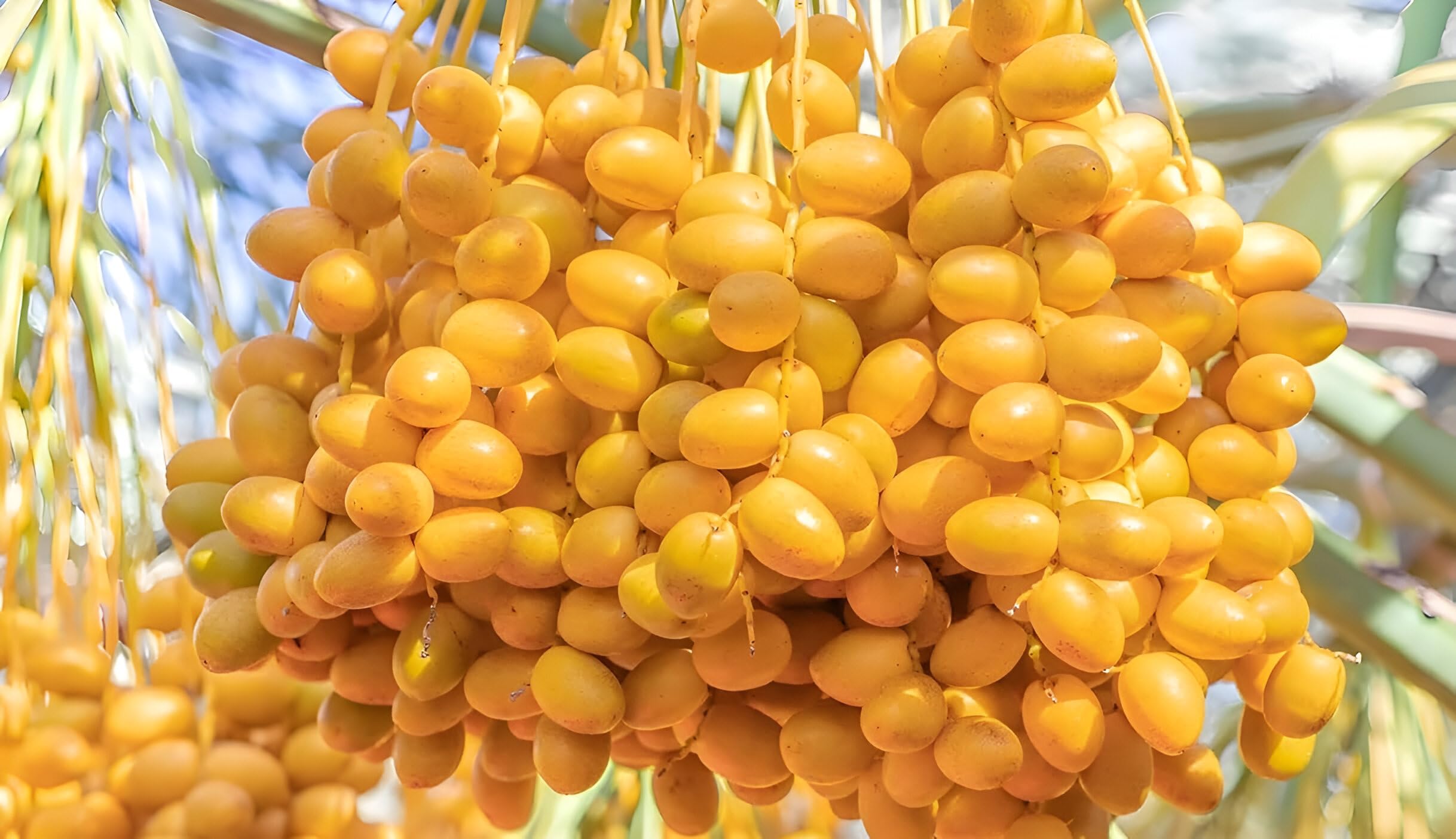 ABEFARIYA Live Yellow Arabian Barhi Dates Tissue Culture Plant, Arabian Variety, Hybrid Fruit Plant with Grow bag -(height 35-40 c.m.) for home gardening (Quantity 1) Outdoor Plant