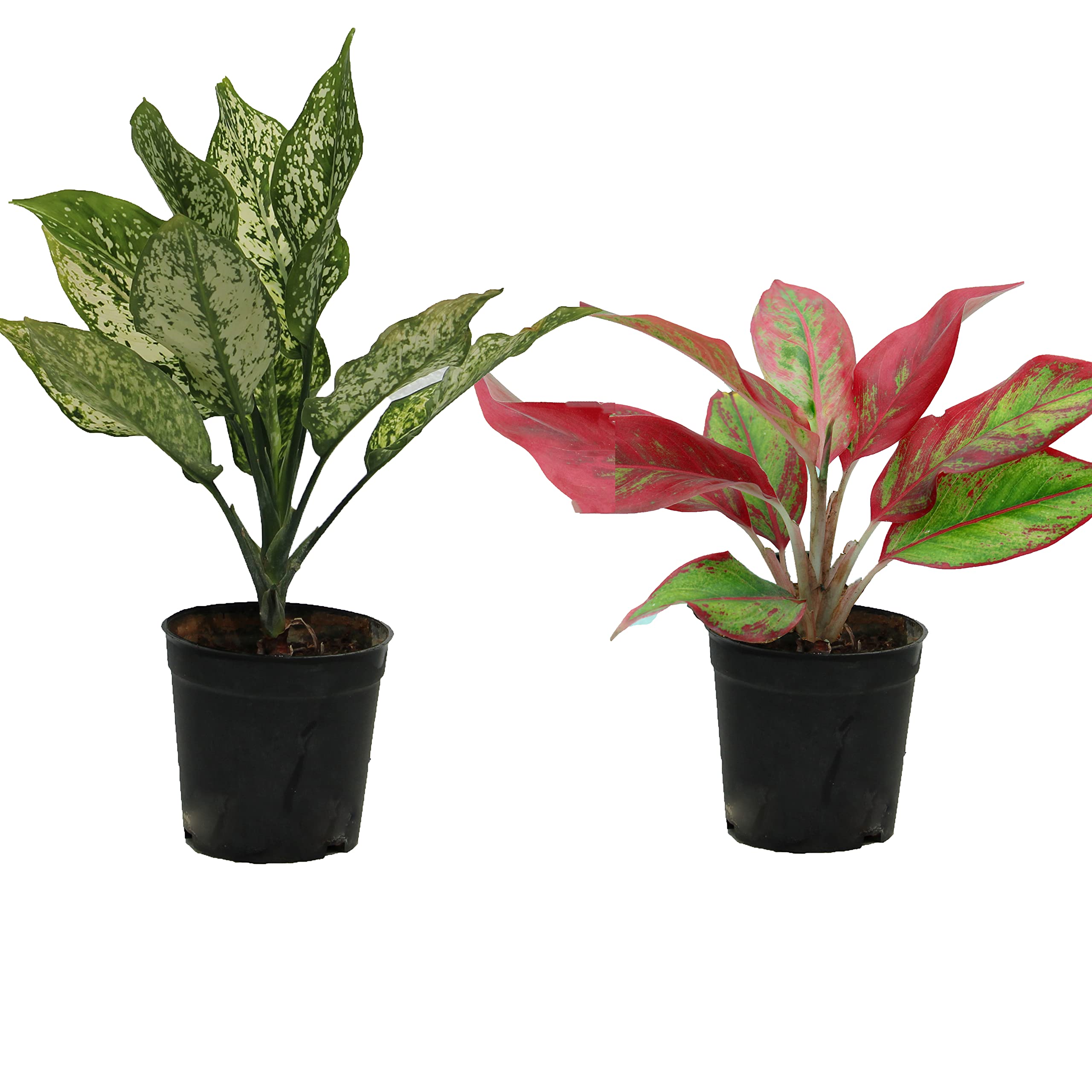 Indian Gardens - Aglonema (Green and Red) indoor live plant (2 combo) 4 inch pot (B0BRSLT6PB) Amazon Price History, Amazon Price Tracker