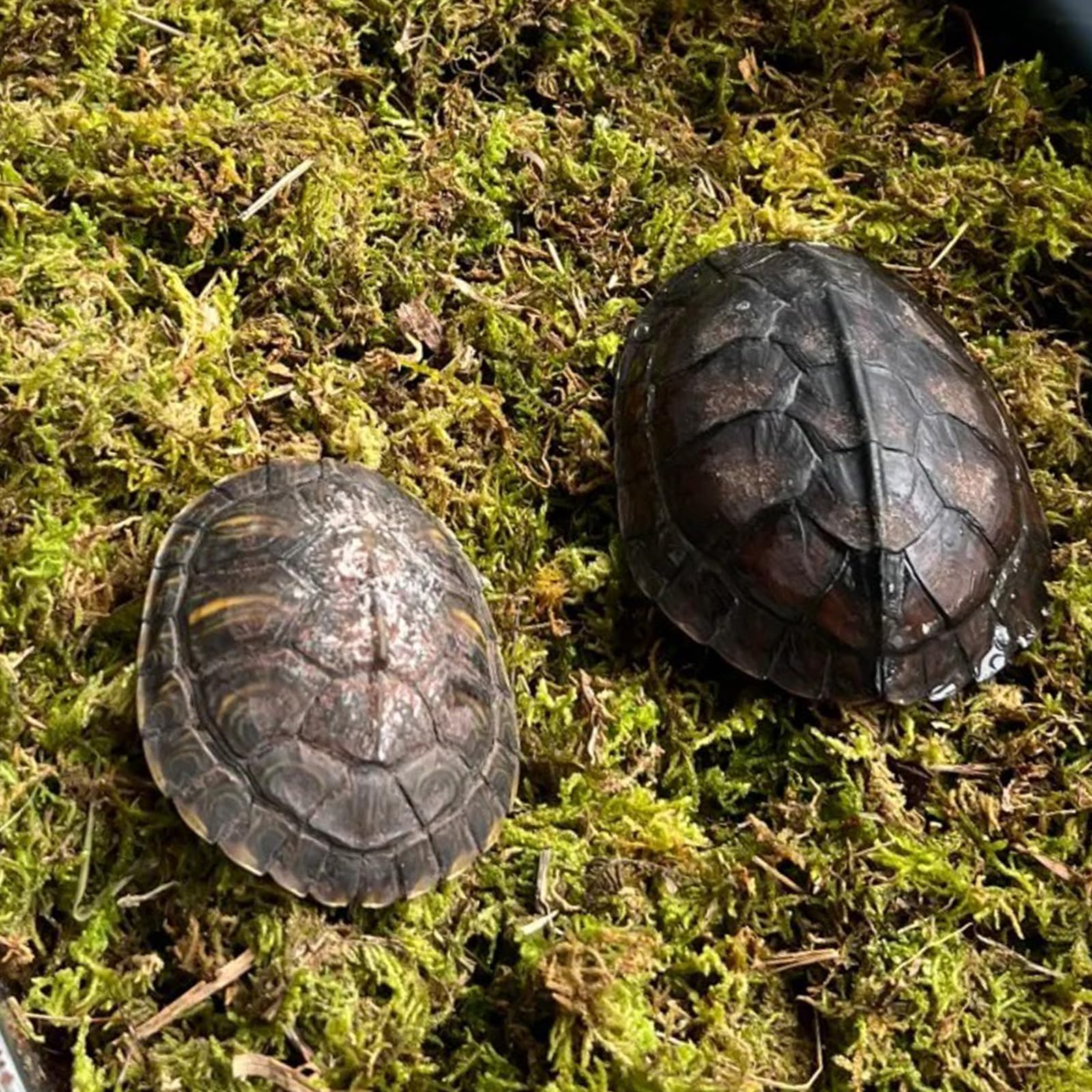 Kit de hábitat de tortuga de invierno, accesorios de tanque de tortuga, accesorios de tanque de tortuga, piel de serpiente, escondite de animales pequeños con termómetro higrómetro, se aplica a ranas