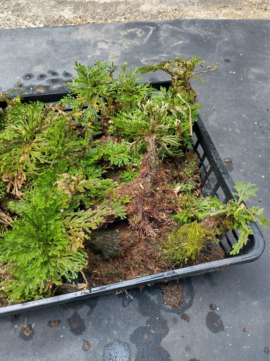 Amazon.co.jp: C 岩松 岩ヒバ イワヒバ 大量株 苔 現状販売 天然 山