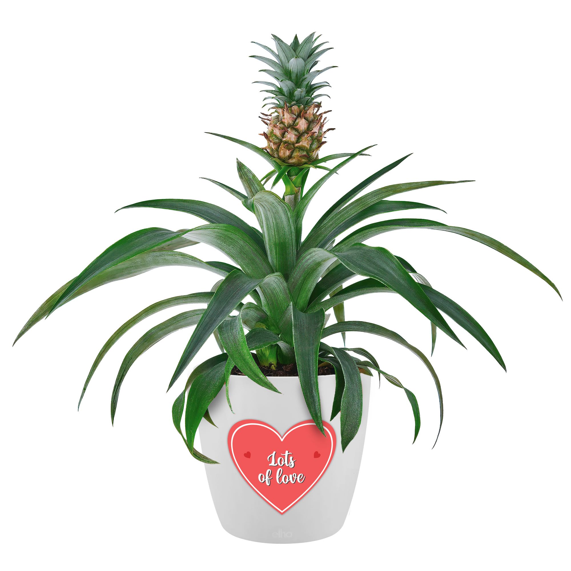 Gorgeous Pineapple Plant with Love Heart Sticker - Ananas Comosus Amigo Live Indoor Plant - Perfect Valentine's, Mother's Day & Anniversary Gifting House Plant in Pot (35-45cm)
