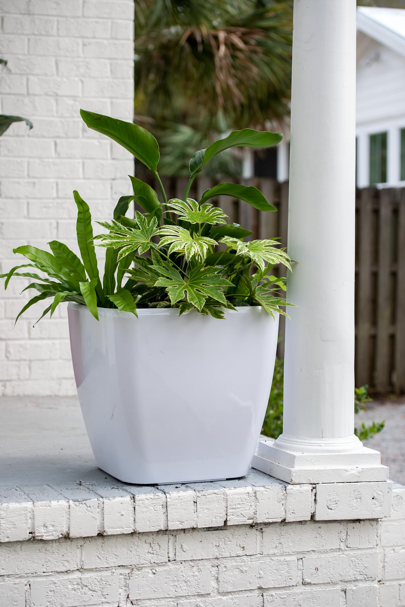 blue pothos plant Epipremnum pinnatum 'Cebu Blue'