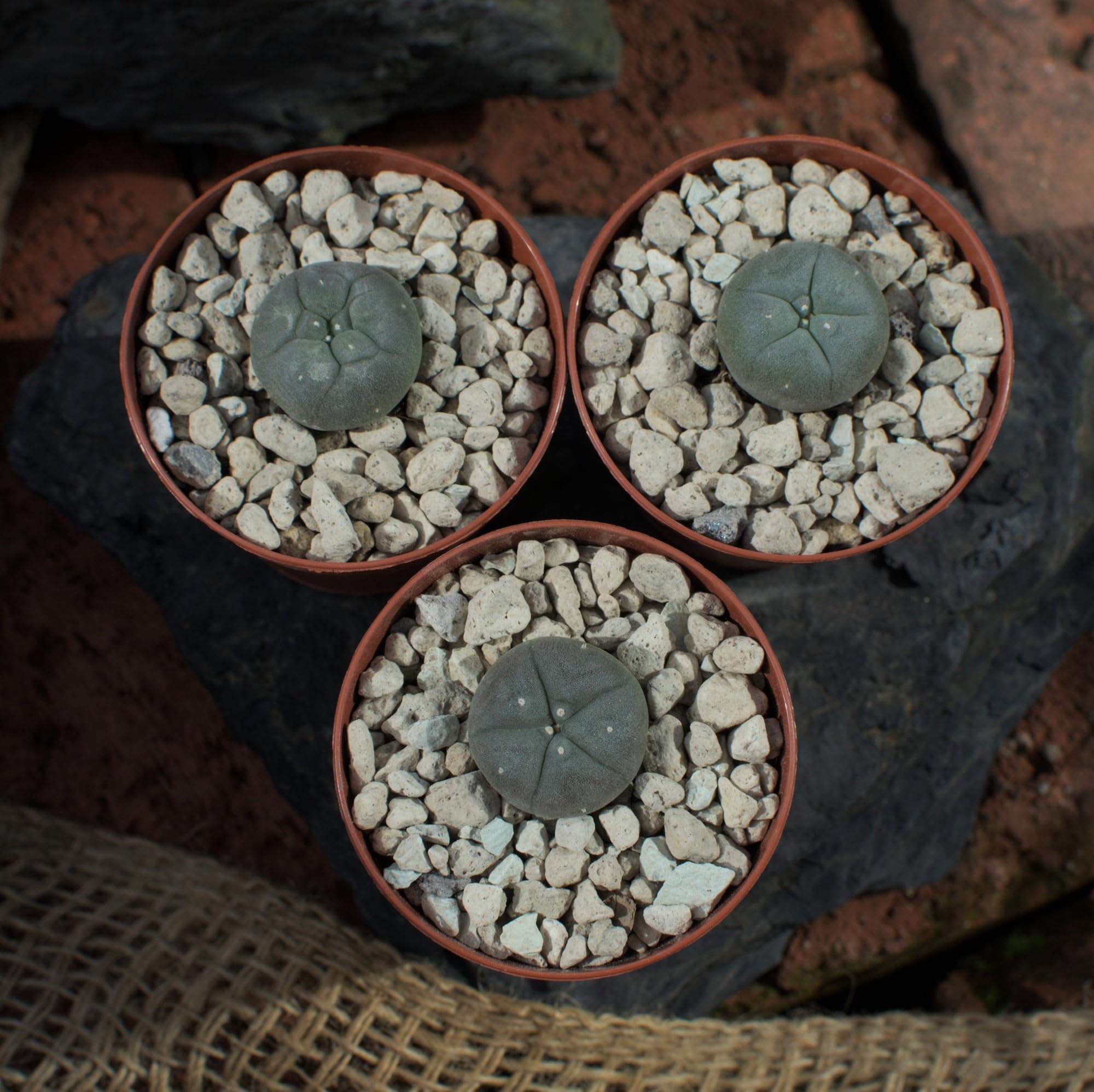 3x Lophophora williamsii peyote, Durchmesser 2cm