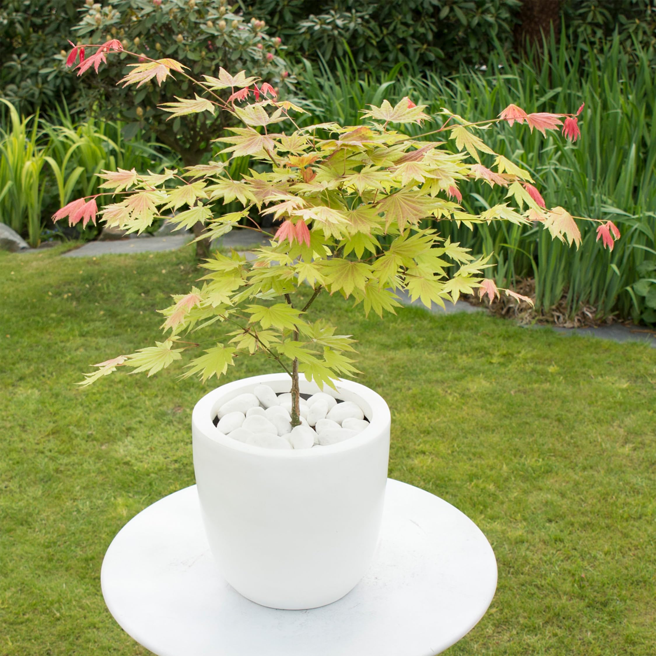 Plant in a Box - Acer palmatum 'Moonrise' - klon japoński Odporny na zimę - Doniczka 19cm - Wysokość 40-50cm