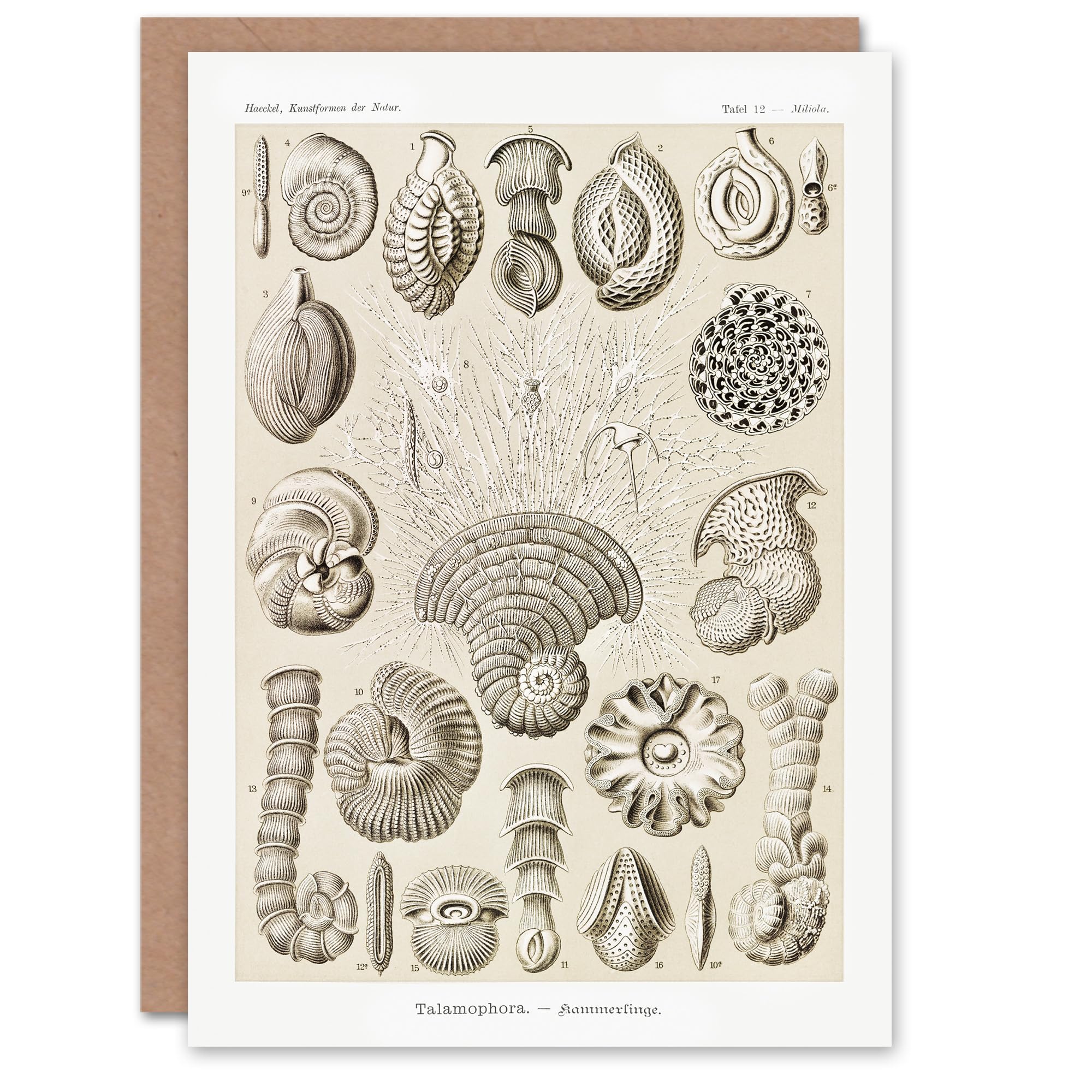 Artery8 Ernst Haeckel Art Card Talamophora Vintage Marine Life Illustration