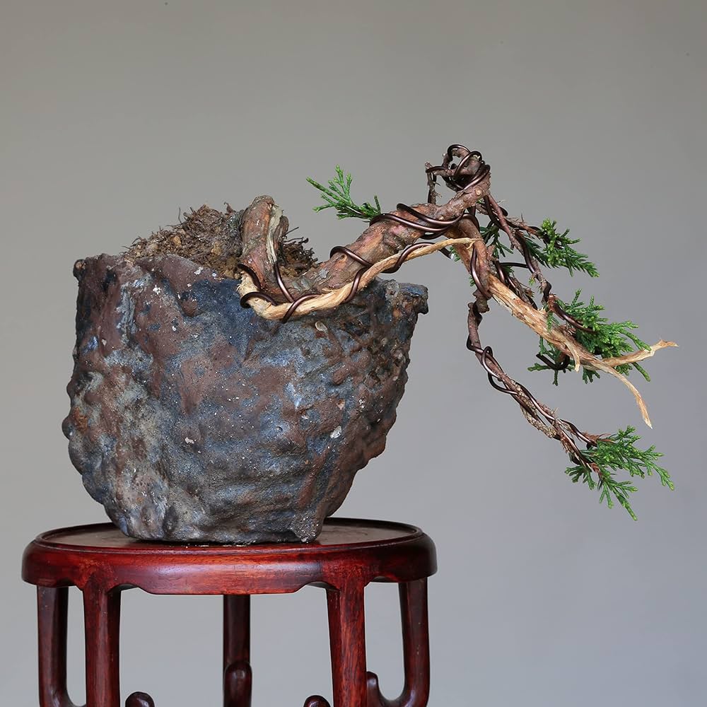 真柏　糸魚川　半懸崖　石付 Amazon.co.jp: 糸魚川真柏 懸崖づくり 小品盆栽 【泰寿園 Online