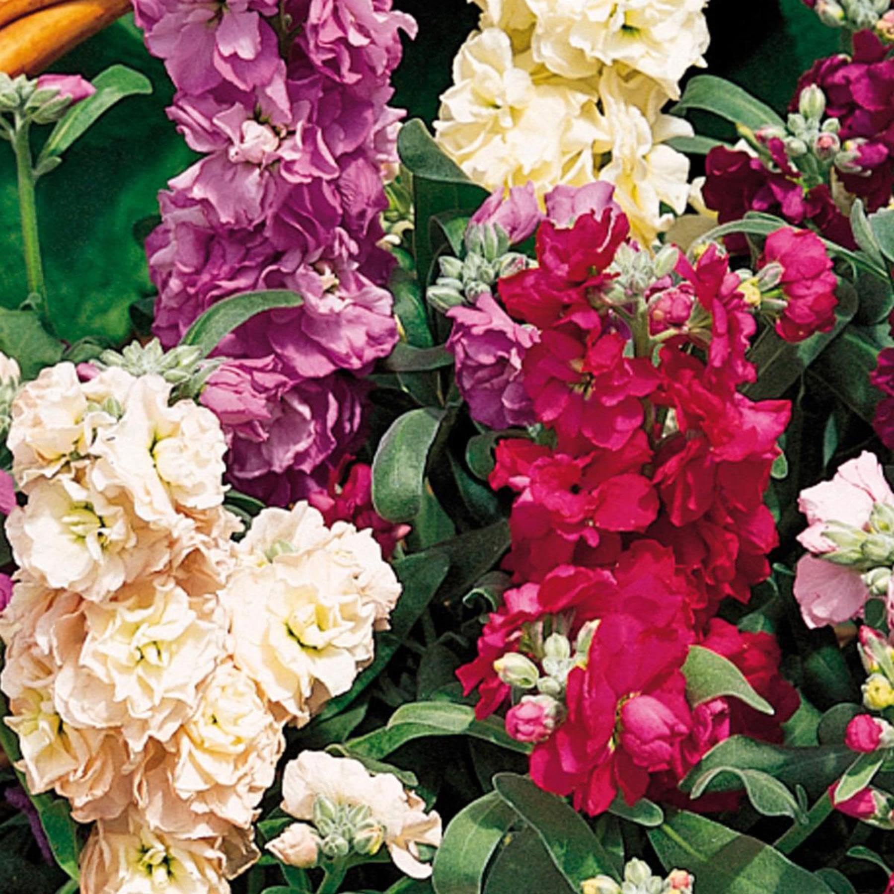 Perfect Plants - Stocks Plants Vintage Mixed - 12 Pack Bedding Plants - Fragrant Garden Ready Plants