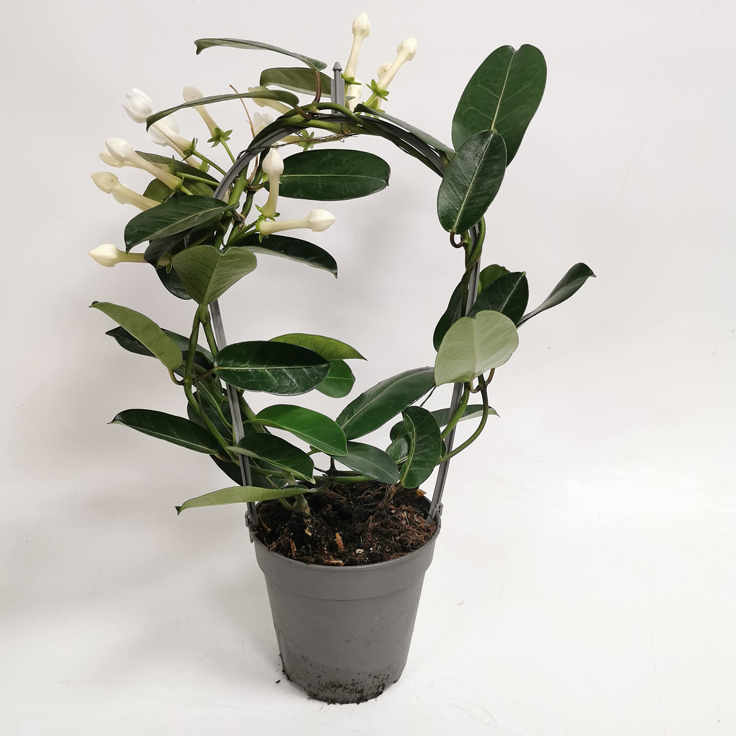 Stephanotis FLORIBUNDA Madagascar Jasmine Indoor Plant with Fragrant Blooms in 12cm Pot โ image 1