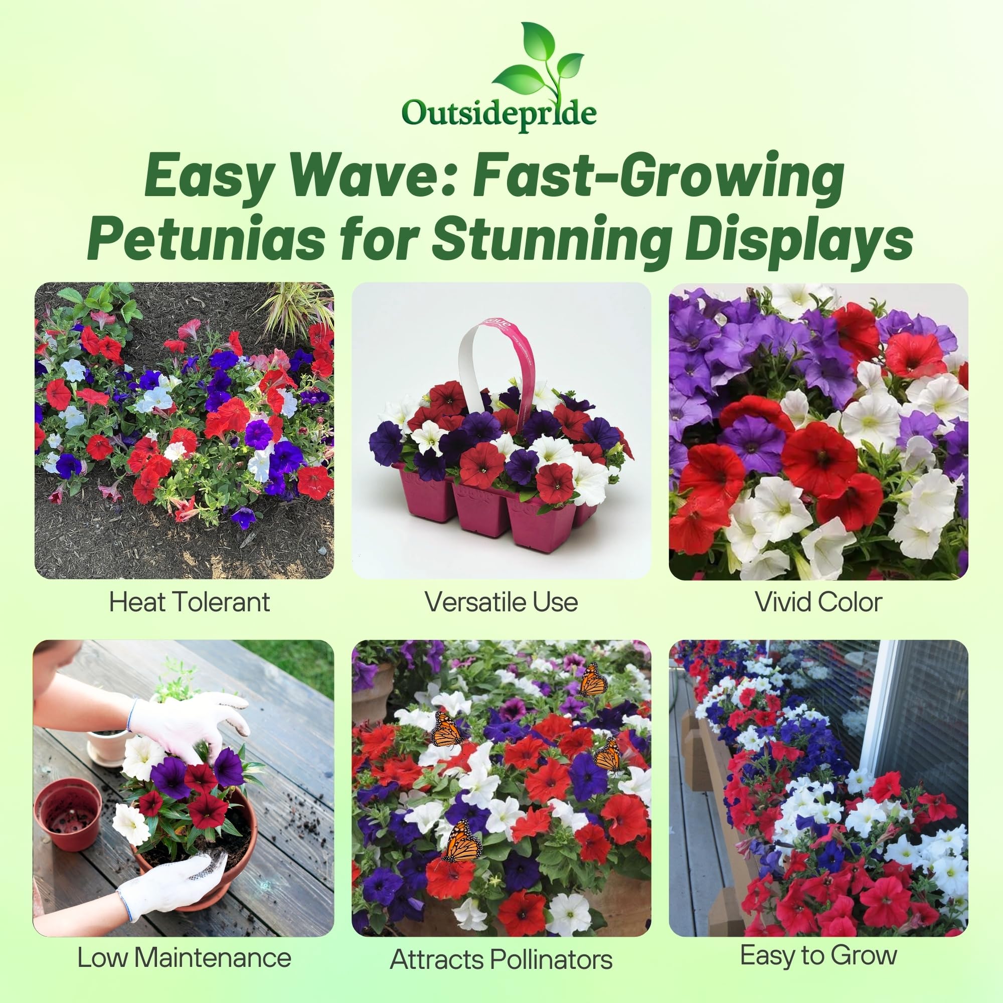 petunia-925orenge♡ Amazon.com : Outsidepride Wave Petunia Seeds - 15 Pcs Annual