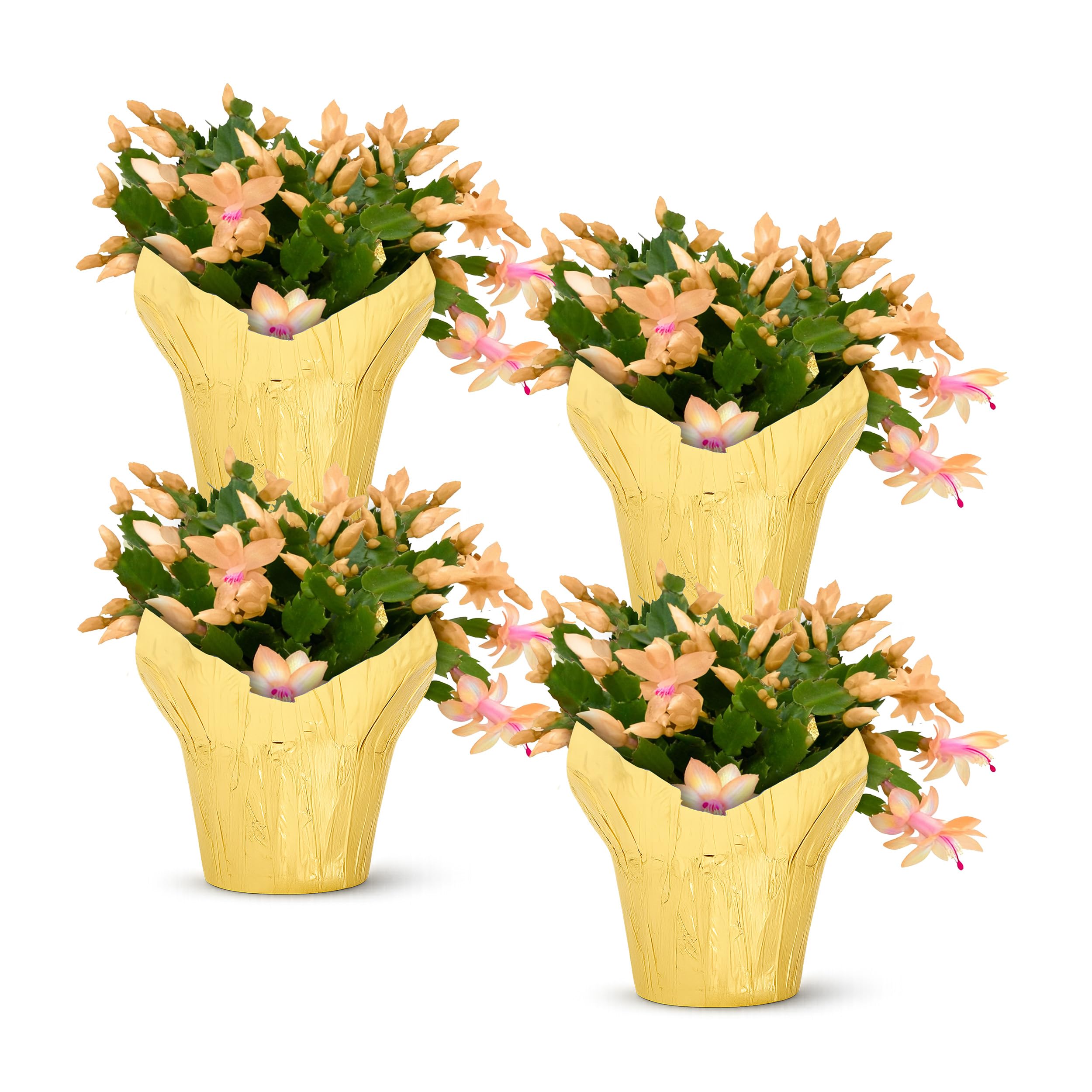 Amazon.com : Live Flowering Zygocactus - Yellow-Orange, 4 Pack