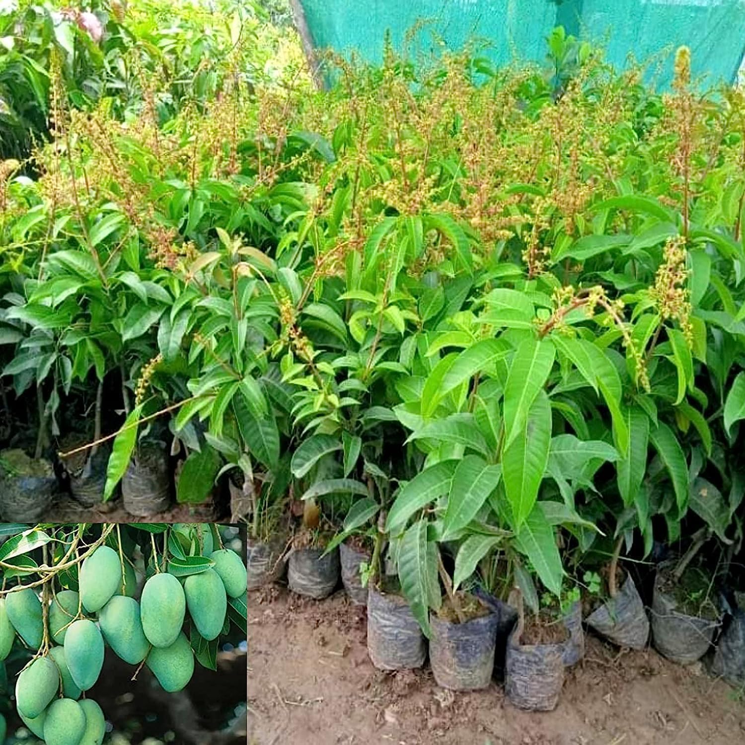 See full amazon price history chart for DIARAA Thai All Time Mango Fruit Plant Grafted Baramasi Fruit every season All Season Mango Plant Hybrid Baramasi Mango Tree (Height 2-3 Feet) Live Fruit Plant For Home Garden 1 in Nursery bag DIARAA Thai All Time Mango Fruit Plant Grafted Baramasi Fruit every season All Season Mango Plant Hybrid Baramasi Mango Tree (Height 2-3 Feet) Live Fruit Plant For Home Garden 1 in Nursery bag (B0CYCKCDJJ) Amazon Price History, Amazon Price Tracker