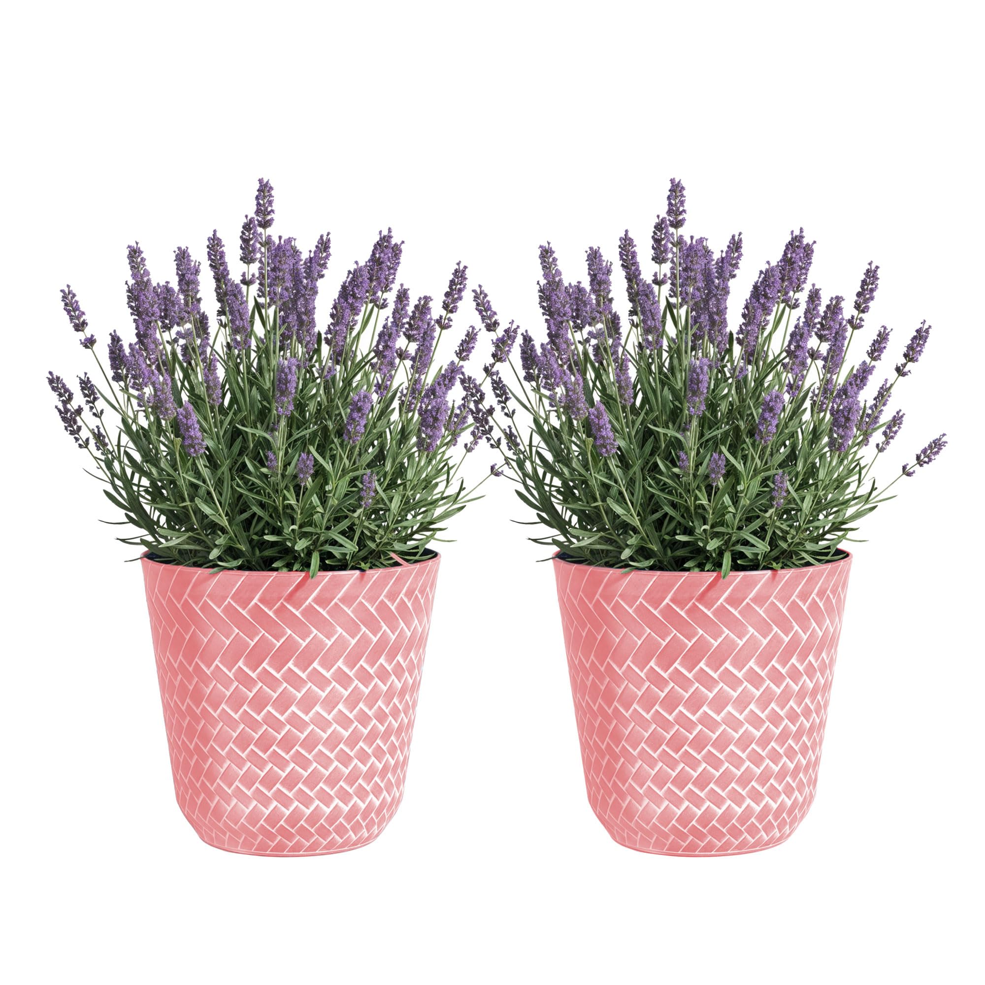 SG Traders Nantucket Plant Pot - Flower Planters Outdoor, Large Garden Pots Elegant Design, Versatile for Your Outdoor Space, Enhance Your Garden (Pack of 2) โ image 1