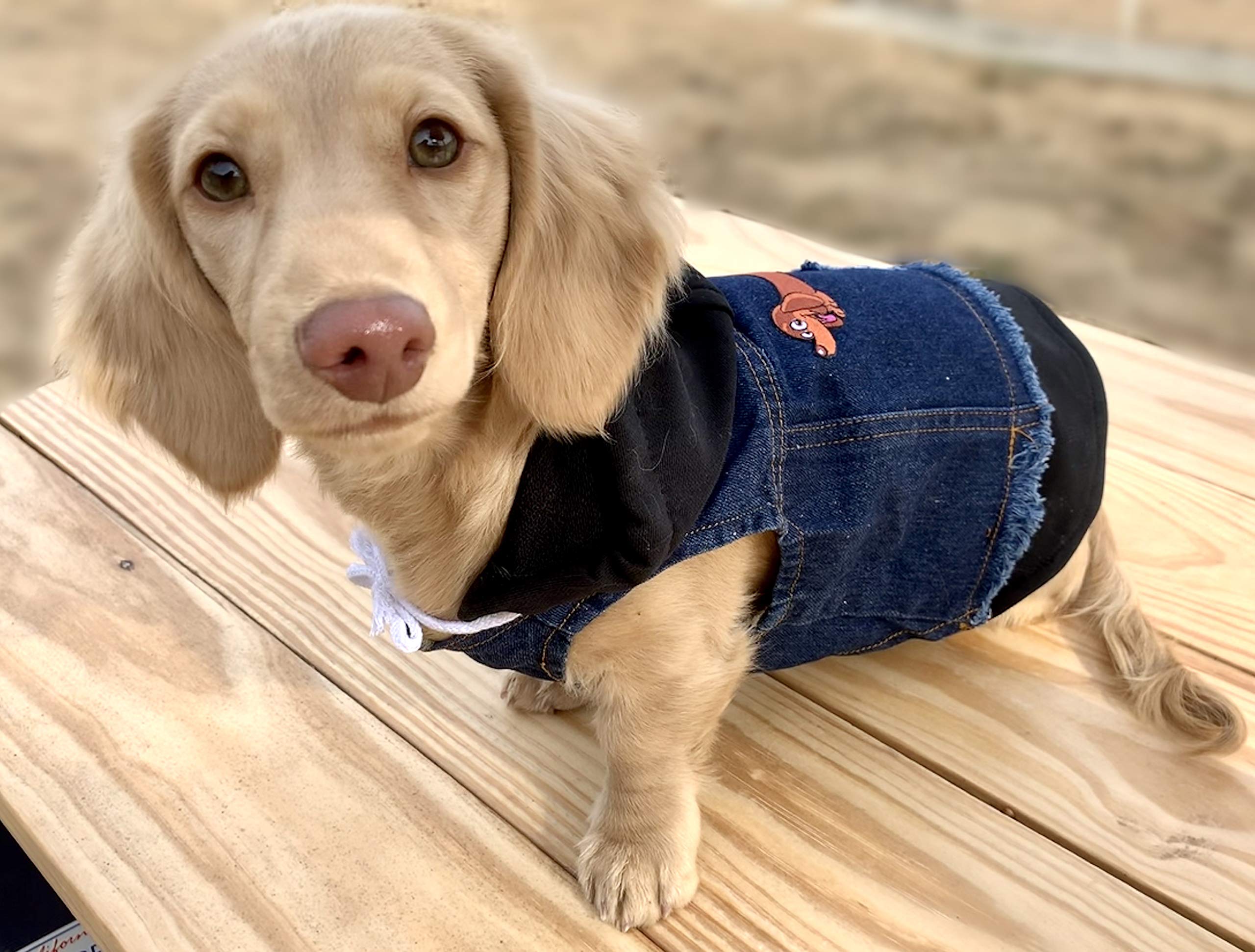 Dachshund Denim Jacket For Large Dog Pets At Home Denim Dog Jacket