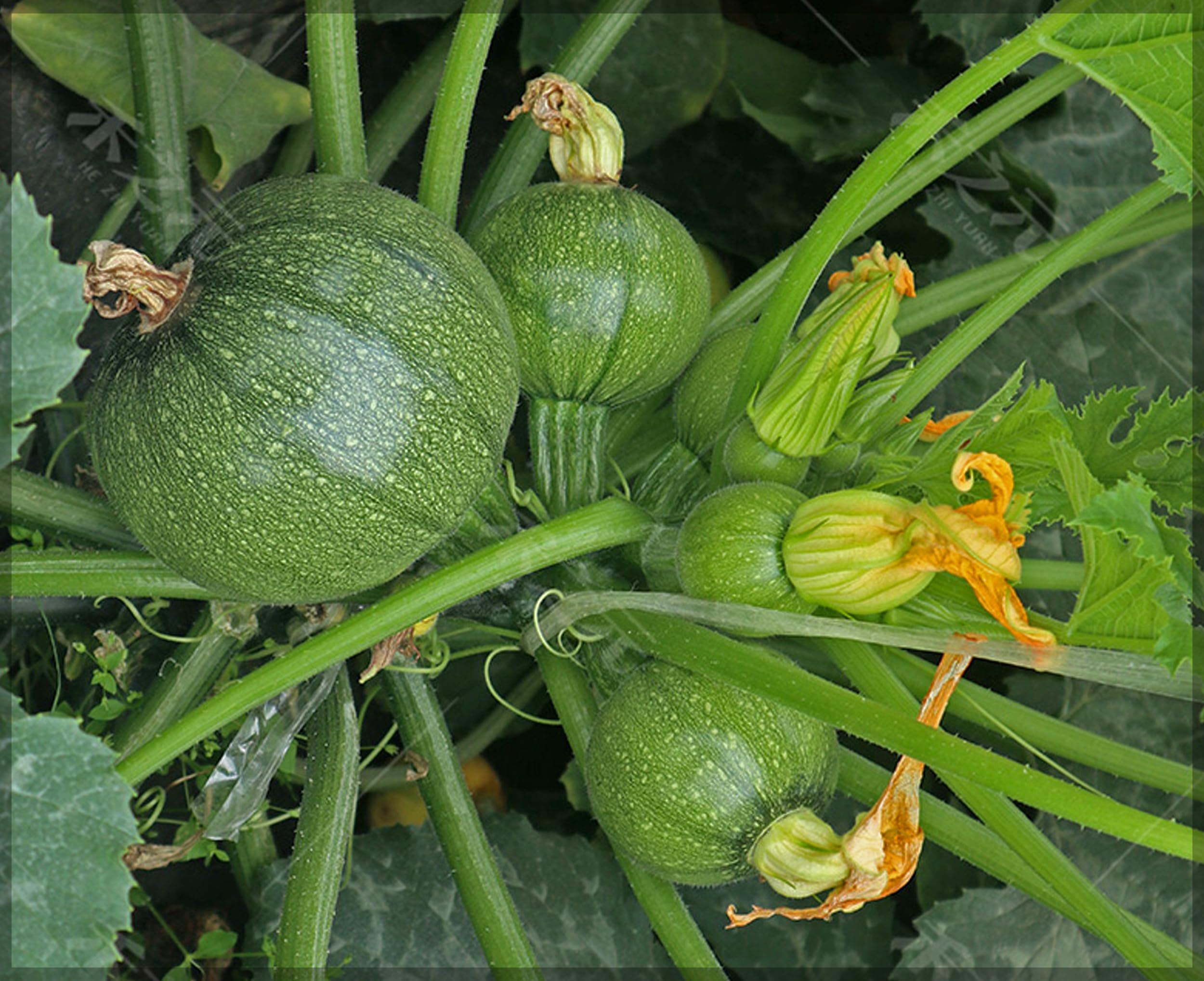 See full amazon price history chart for Summer Squash Green Round/Zucchini Heirloom Seeds (Pack of 20+ Seeds) - Our Seeds Summer Squash Green Round/Zucchini Heirloom Seeds (Pack of 20+ Seeds) - Our Seeds (B0CXCRKW37) Amazon Price History, Amazon Price Tracker