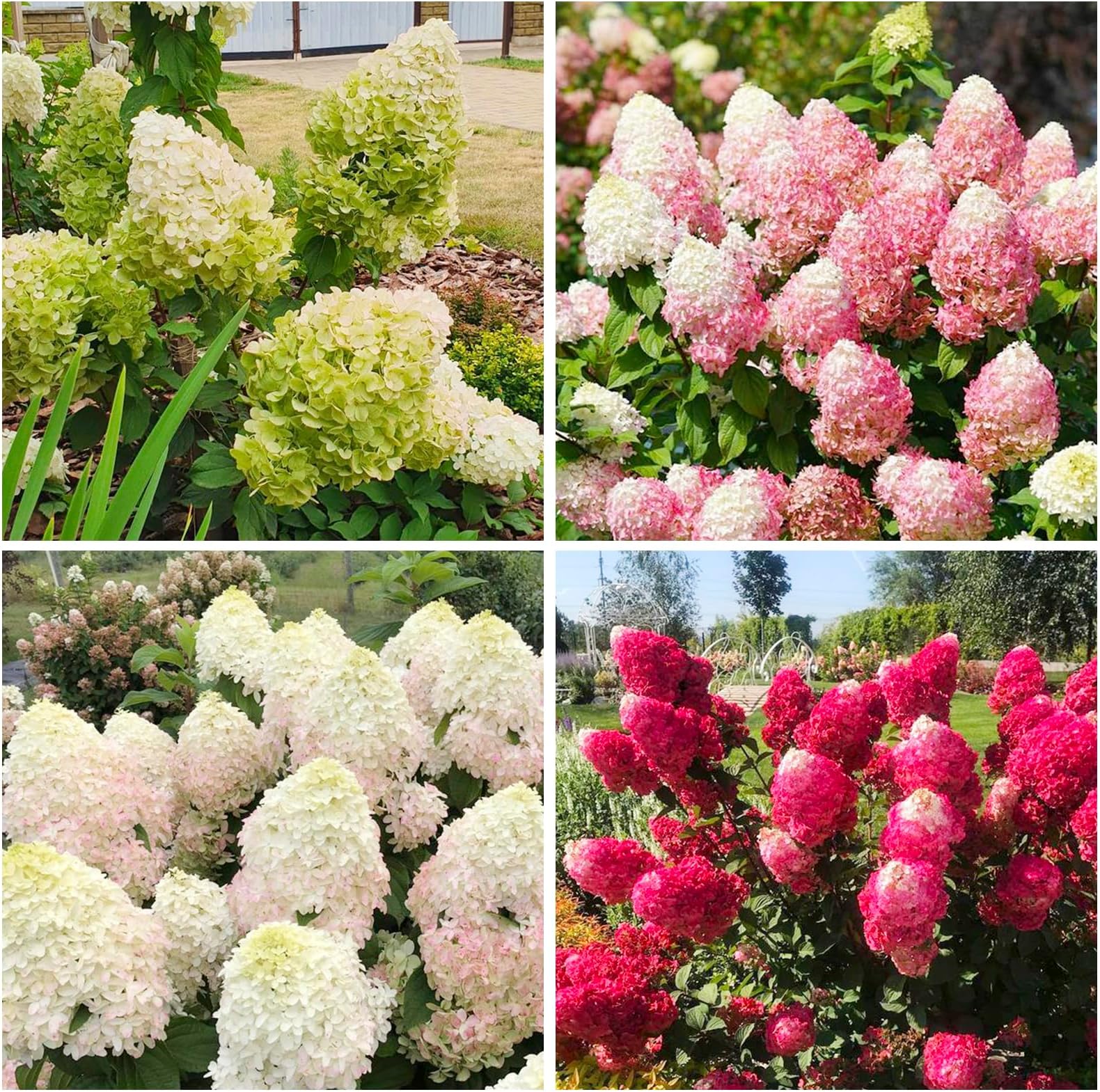 50+ Mix Perennial Vanilla Strawberry Hydrangea Flower Seeds for Planting in Home Garden - Fragrant, Attracts Bees and Butterflies