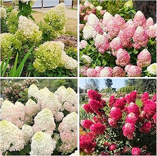 50+ Mix Perennial Vanilla Strawberry Hydrangea Flower Seeds for Planting in Garden Home - Fragrant, Attracts Bees and Butterflies