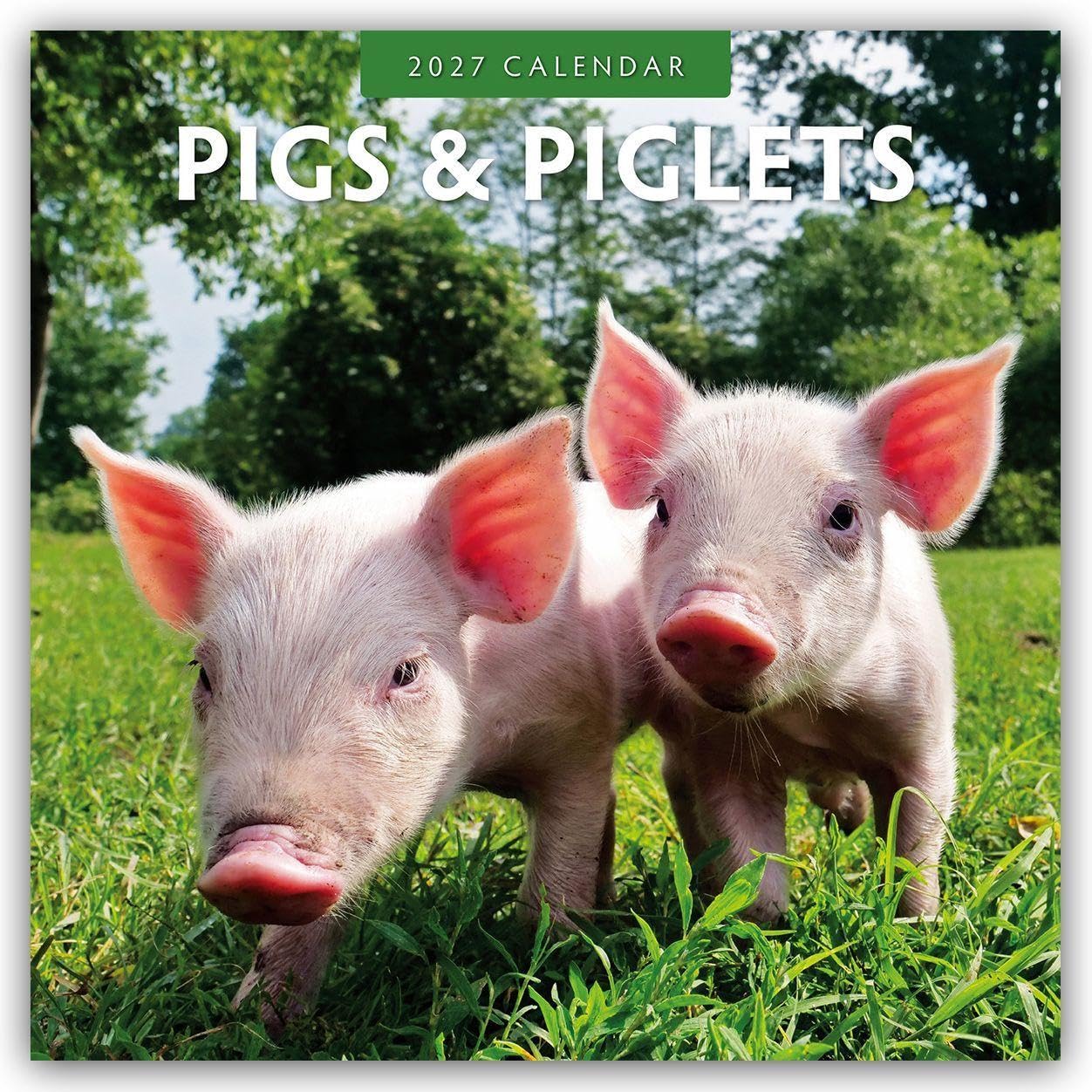Pigs & Piglets 2027 Square Wall Calendar: Original Red Robin Publishing Ltd-Kalender [Mehrsprachig] [Kalender]