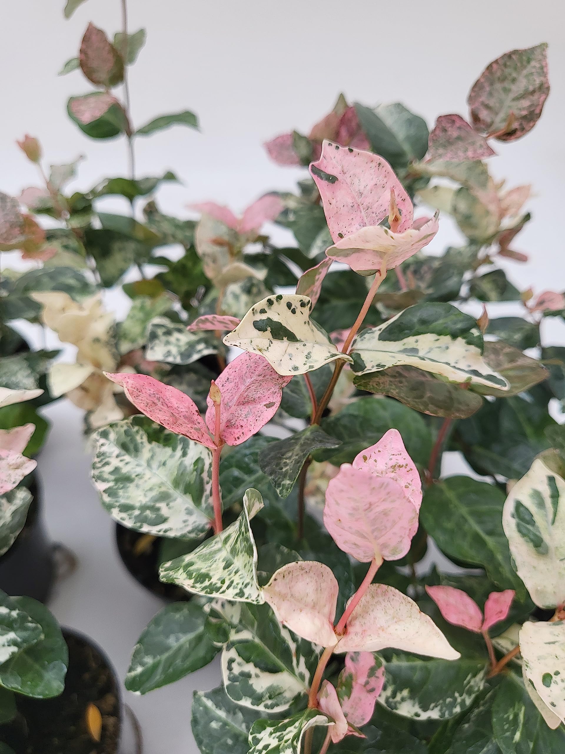 POWERS TO FLOWERS - TRACHELOSPERMUM JASMINOIDES TRICOLOR, GELSOMINO ROSA, VASO 10CM, 10 piante, piante vere