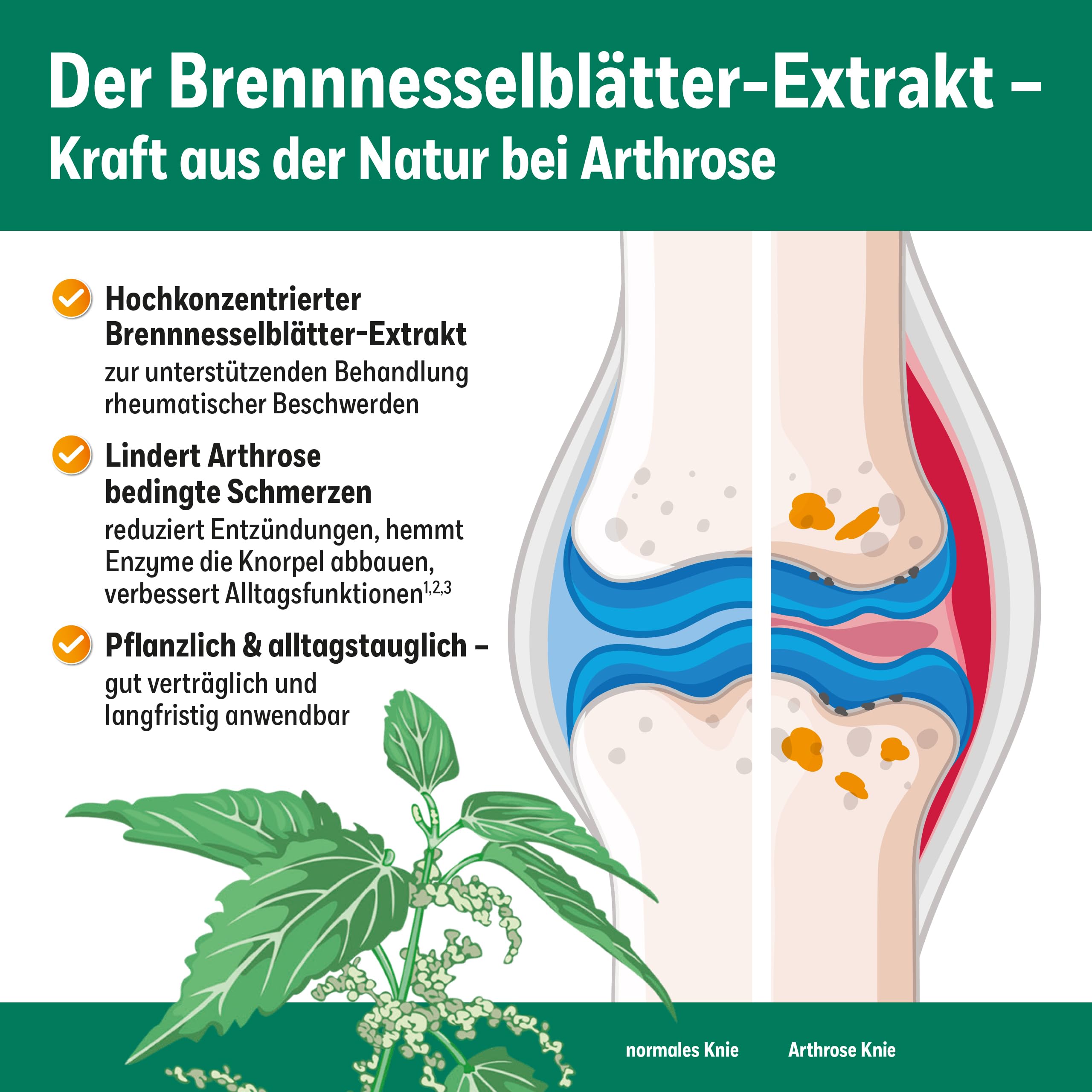 für rheumatische Beschwerden, Brennnesselblätter-Extrakt | rheumatische Beschwerden, Brennnesselblätter-Extrakt