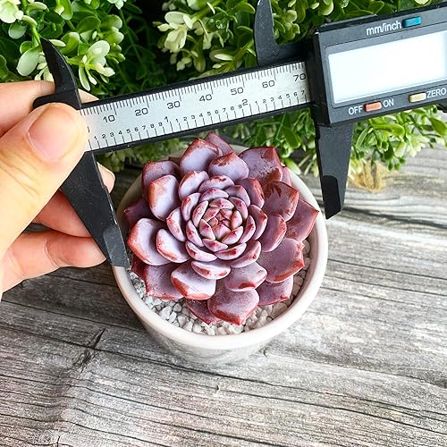Miniatura 8 de Generic Echeveria - Plantas suculentas vivas raras de peonía rosa, 1 cabeza de 3 pulgadas, color rojo, raíz desnuda sin maceta y tierra, 137 piezas,