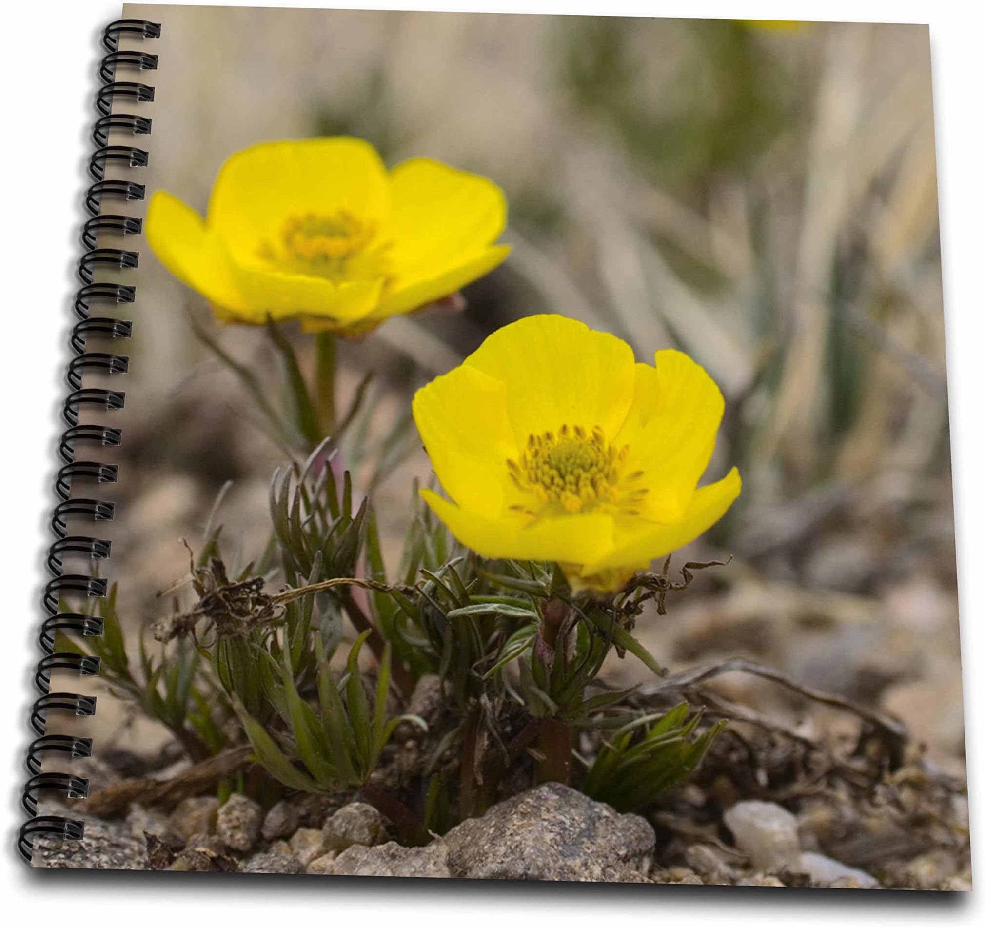 3dRose db_83405_1 Snow Buttercup, Yellow Alpline Wildflower-Na01 Fzu0000-Frank Zurey-Drawing Book, 8 by 8-Inch