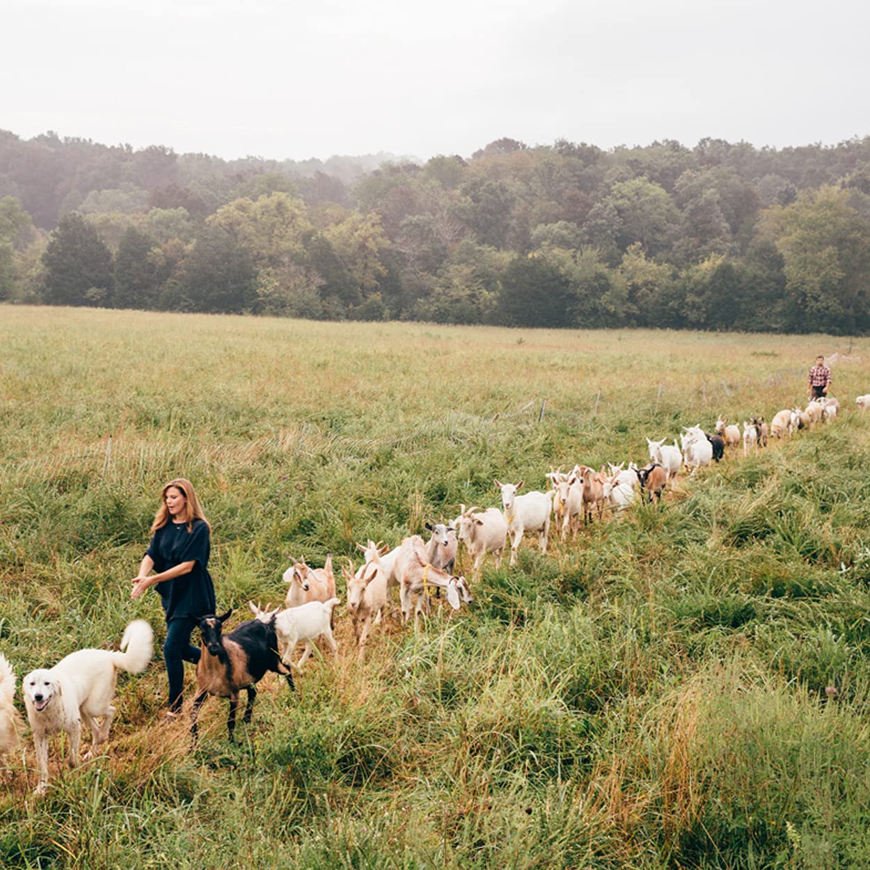 Little Seed Farm Organic Goat’s Milk Soap – 3 Pack of Activated Charcoal Facial and Body Bars – Handmade and Cruelty Free – Detoxifying and Deep Cleaning – Unscented for Sensitive Skin, Net Wt. 4.75oz - Image 5