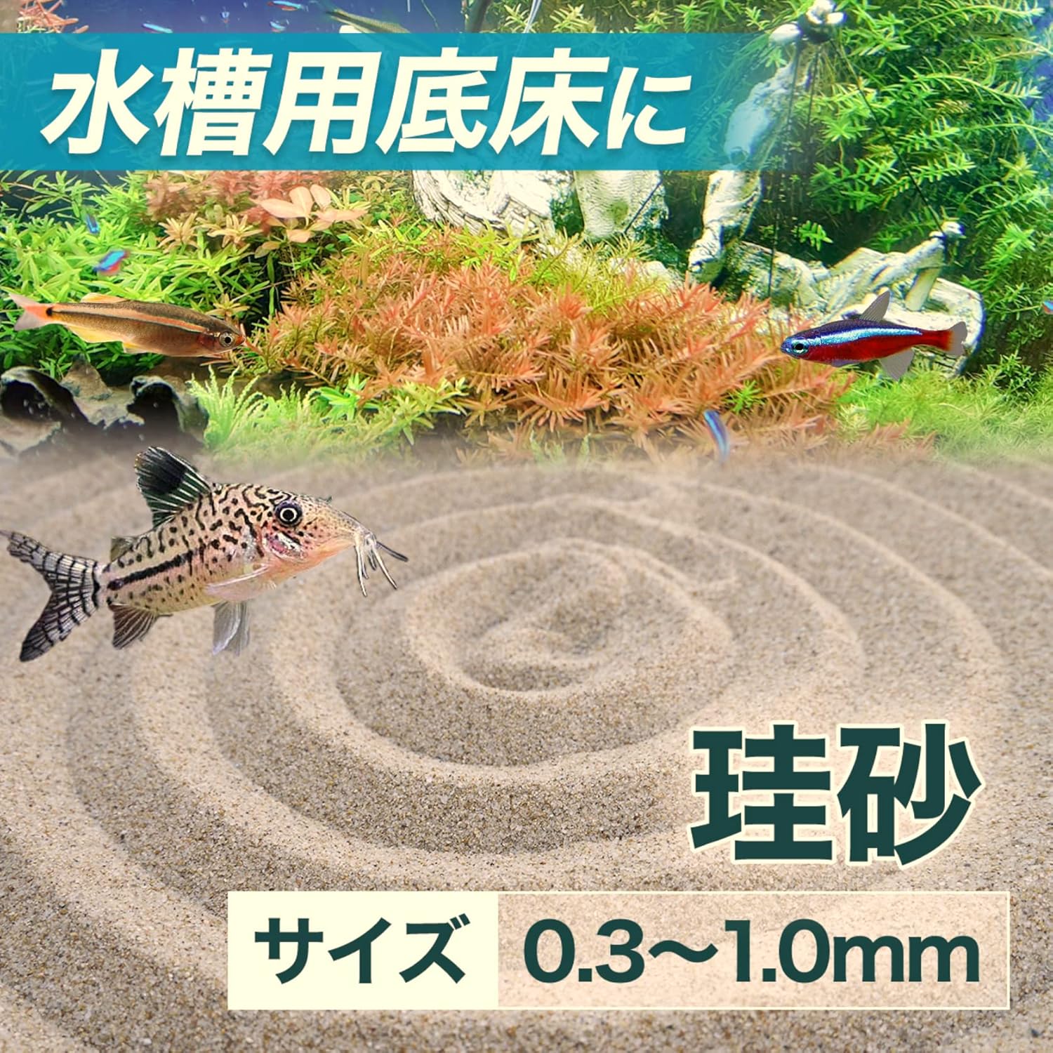 Amazon 砂 珪砂 2 5 細目 水槽 アクアリウム 舞い上がらない砂 水槽の底砂 ウーパールーパー メダカ 熱帯魚 金魚 コリドラス どじょう 珪砂 ソイル 底砂 川砂 砂利 掃除 2 5 4袋 スマデリ 底床 通販