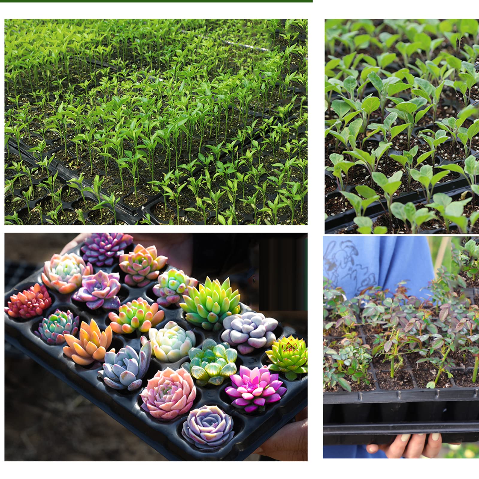 5 Pièces 50 Cellules Plateaux de Semences Bac à Semis Mini Serre pour Semis Plateau de Germination Plateaux Graines Culture pour Jardin Légume Fruit Fleurs