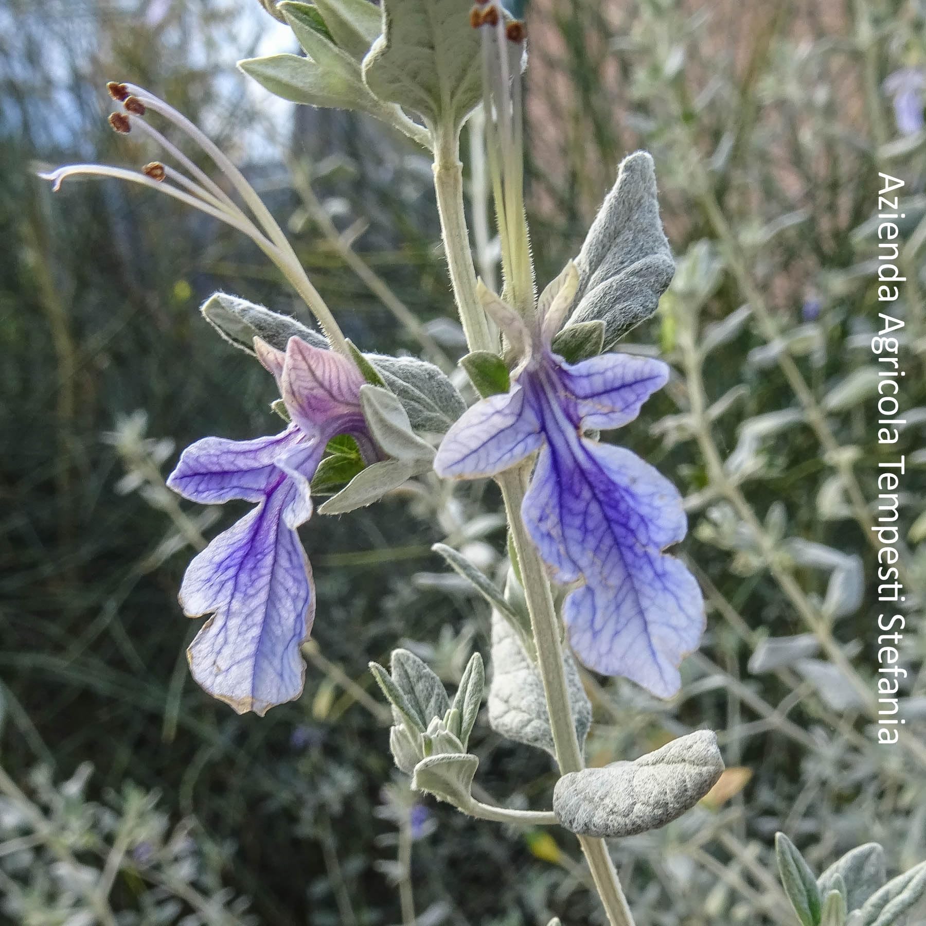 Teucrium fruticans, 10 piante alte 30/40 cm, vaso 8