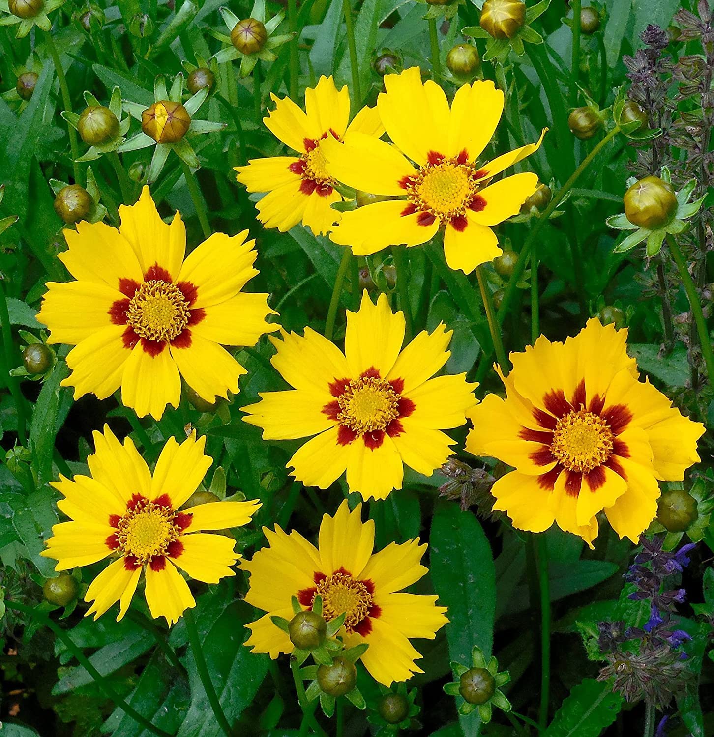 Coreopsis Nana (Low Growing) 100 Seeds - Non-Stop Display of Blooms, Perennial