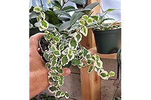 Enhance Your Décor with the Stunning Creeping Fig Bellus Variegated