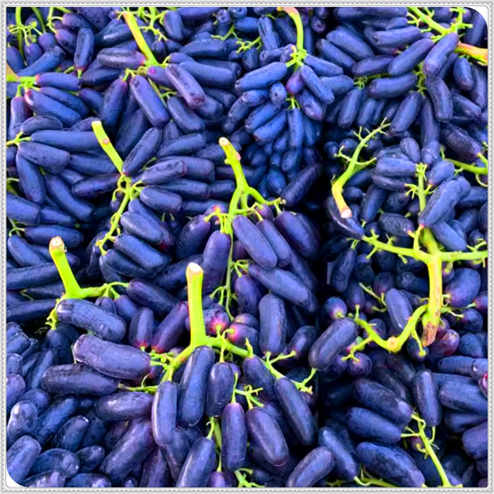 Perennial, Sweet Grape Roots, Hardy, Professional for Beautiful Garden Displays-3 Bulbs-D
