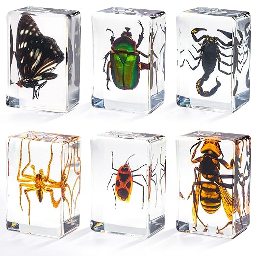 6 Styles Insect in Resin Specimen, Bugs Collection Paperweights Animal ...