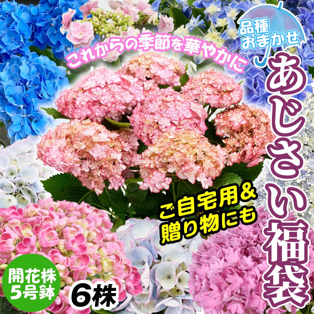 Amazon.co.jp: アジサイ 鉢花 お買得 紫陽花おまかせ福袋 (花色