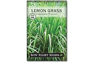 Turmeric Seeds for Planting by Sow Right Seeds: Non-GMO Culinary Herb with...